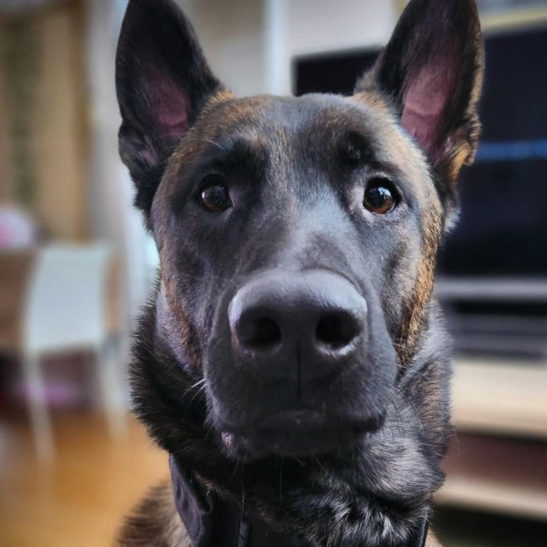 reactive dog ottawa dog training