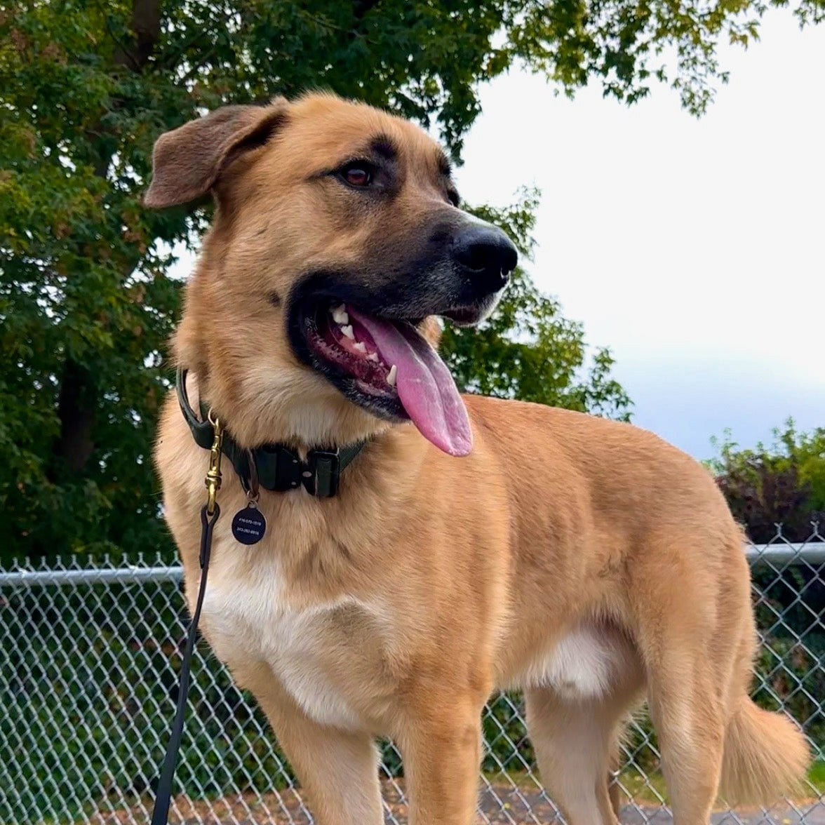 reactive dog ottawa dog training