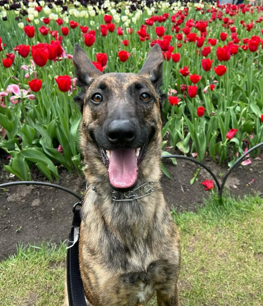 reactive dog ottawa dog training